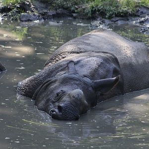Indian Rhinoceros (Rhinoceros unicornis) - "Patrick"
