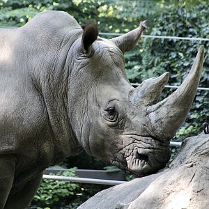 Southern White Rhinoceros (Ceratotherium simum simum)