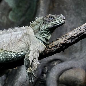 Weber's Sailfin Lizard (Hydrosaurus weberi)