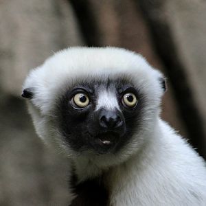 Coquerel's Sifaka (Propithecus coquereli)