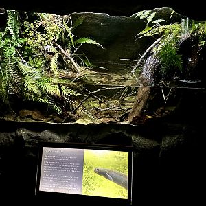 Black Mudfish Exhibit (The Night)