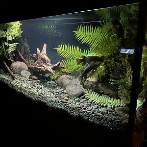 Giant Kokopu Exhibit (The Night)