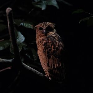 Buffy Fish Owl (Ketupa ketupu)