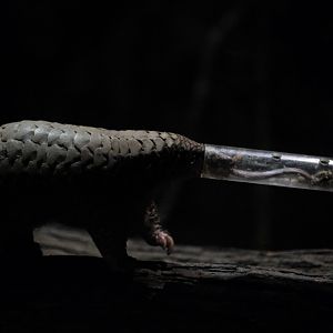 Sunda Pangolin (Manis javanica)