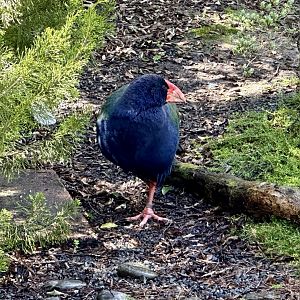Takahe (Porphyrio hochstetteri)