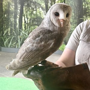 Barn Owl (Keeper Talk)