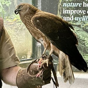 Australasian Harrier (Keeper Talk)