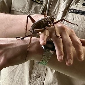Giant Weta (Keeper Talk)