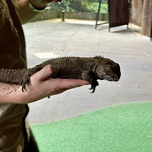 Tuatara (Keeper Talk)