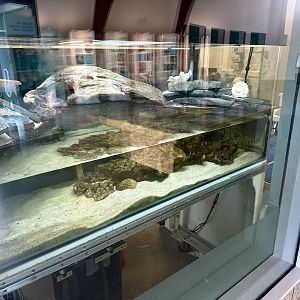 Yellow-lipped Sea Krait Exhibit (NZCCM)