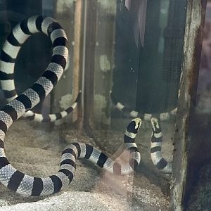 Yellow-lipped sea krait (Laticauda colubrina)