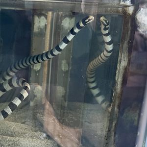 Yellow-lipped sea krait (Laticauda colubrina)