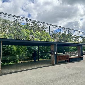 Ring-tailed Lemur Exhibit