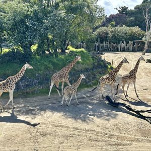 Giraffe (Whole Herd)