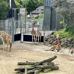 Giraffes (Whole Herd)