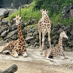 Giraffe Family