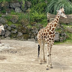 Giraffe (Sisters)