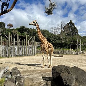 Billy (Bull Giraffe)