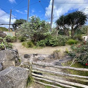 Leopard Tortoise Exhibit