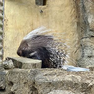 Cape porcupine (Hystrix africaeaustralis)
