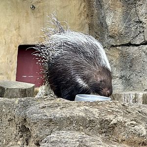 Cape porcupine (Hystrix africaeaustralis)