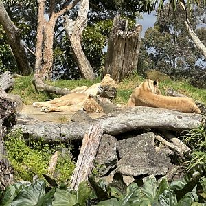 African Lionesses