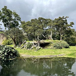 African Lion Exhibit