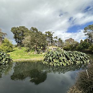 African Lion Exhibit