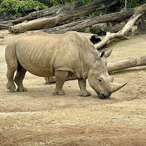 Zambezi (Bull Southern White Rhinoceros)