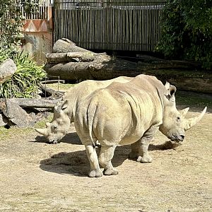 Jamila (Pregnant Southern White Rhinoceros)