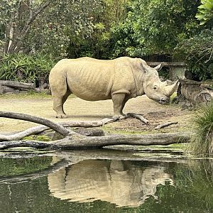 Rhino by Waterhole