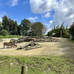 Rhino/Nyala Exhibit