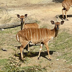Lowland nyala (Tragelaphus angasii)