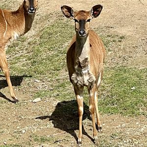Lowland nyala (Tragelaphus angasii)