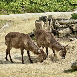 Waterbuck (Kobus ellipsiprymnus)
