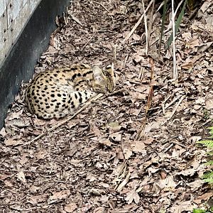 Serval (Leptailurus serval)