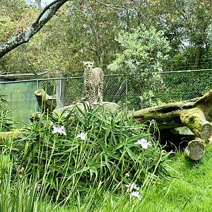 Cheetah (Acinonyx jubatus)