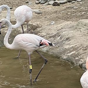 Juvenile Greater Flamingos