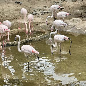 Juvenile Greater Flamingos