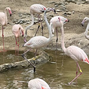 Greater Flamingo (Challenging)