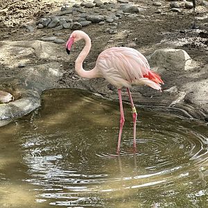 Lorraine (Female Greater Flamingo)