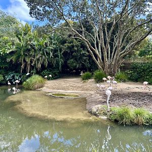 Greater Flamingo Exhibit