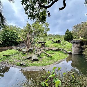 Hamadryas Baboon Exhibit