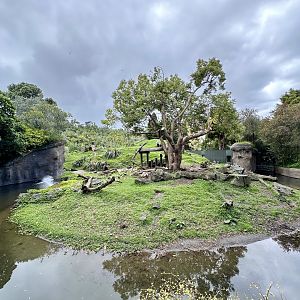 Hamadryas Baboon Exhibit