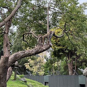 Hamadryas Baboon Climbing Tree