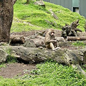 Hamadryas baboon (Papio hamadryas)