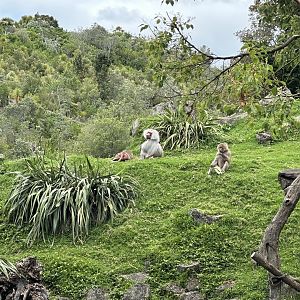 Hamadryas Baboon Exhibit