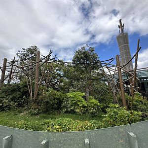 Bornean Orangutan Exhibit