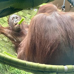 Melur and Bahmi (Bornean Orangutans)