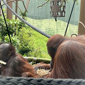 Melur and Bahmi (Bornean Orangutans)